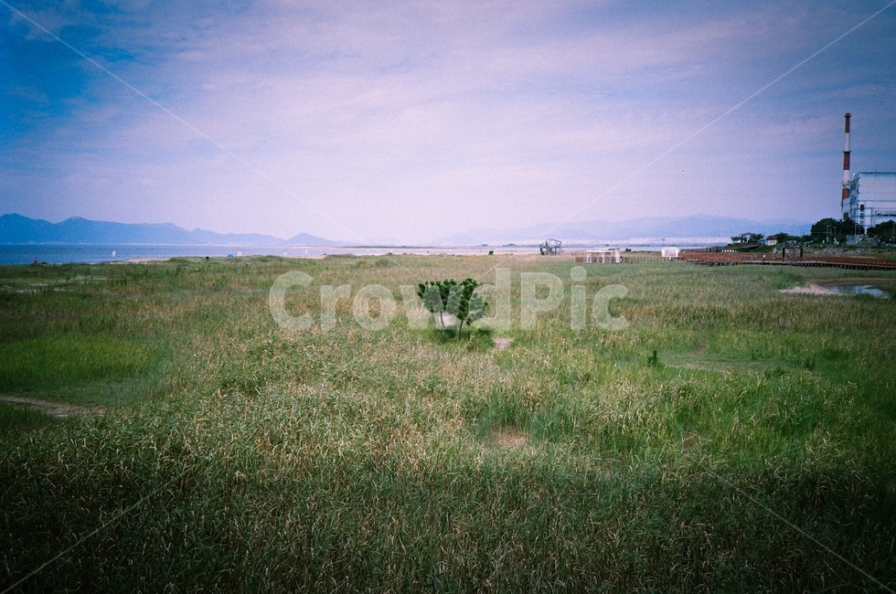 plant,식물,grass,잔디,outdoors,자연,풍경,nature,landscape