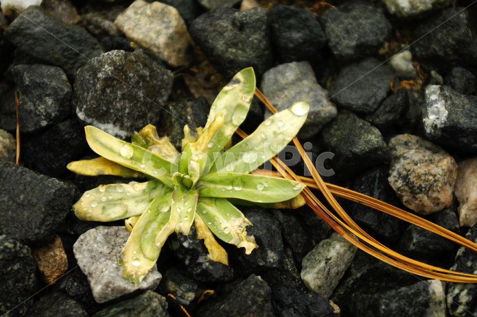 겨울,winter,돌,풀,식물,식물,자연,plants,nature