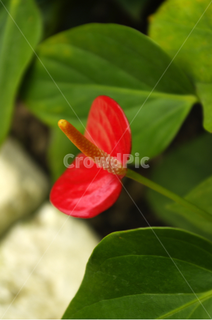 꽃,식물,flower,plant,안시리움,식물,자연,plants,nature,꽃,flower