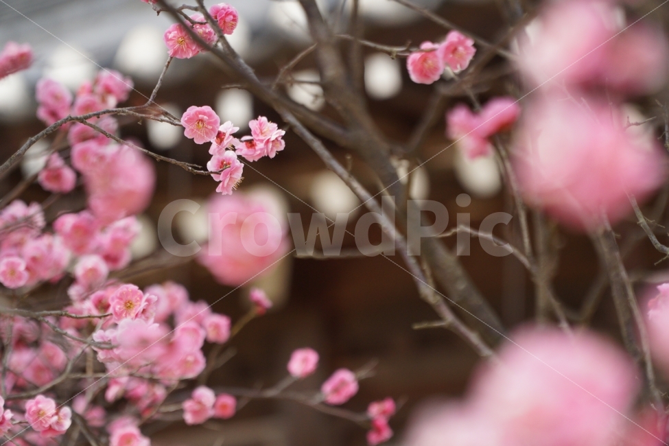 나무,꽃,홍매화,처마,자연,봄,계절,spring,season,식물,자연,plants,nature,꽃,flower,감성,sensible,feeling,plant,blossom