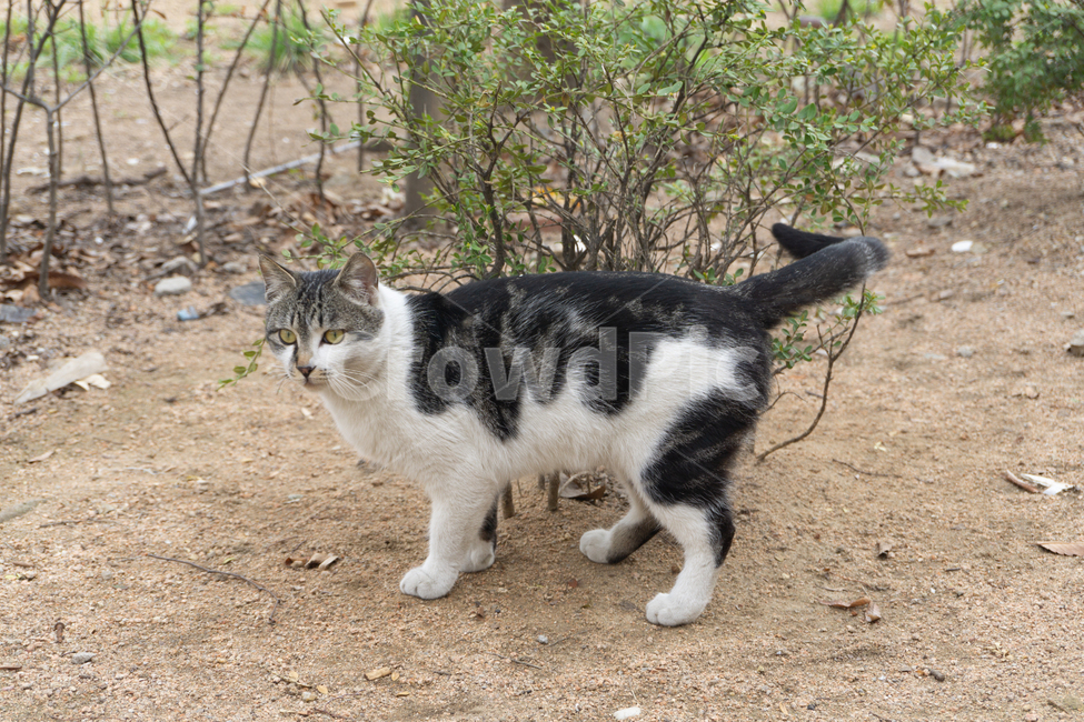 고양이,동물,길고양이,도시,자연,뒷모습,길냥이,cat,catlife,동물,animal,포유류,mammal,고양이,cat,kitten,kitty
