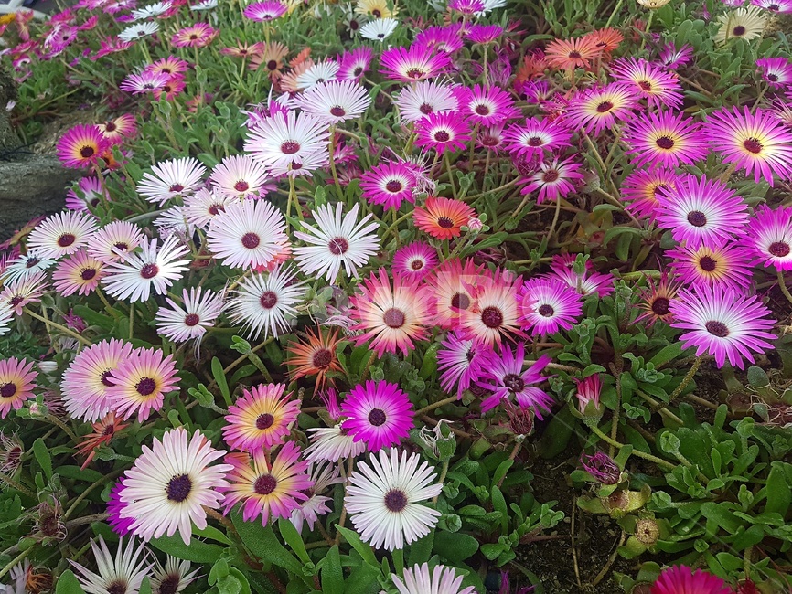 꽃,flower,플라워,자연,풍경