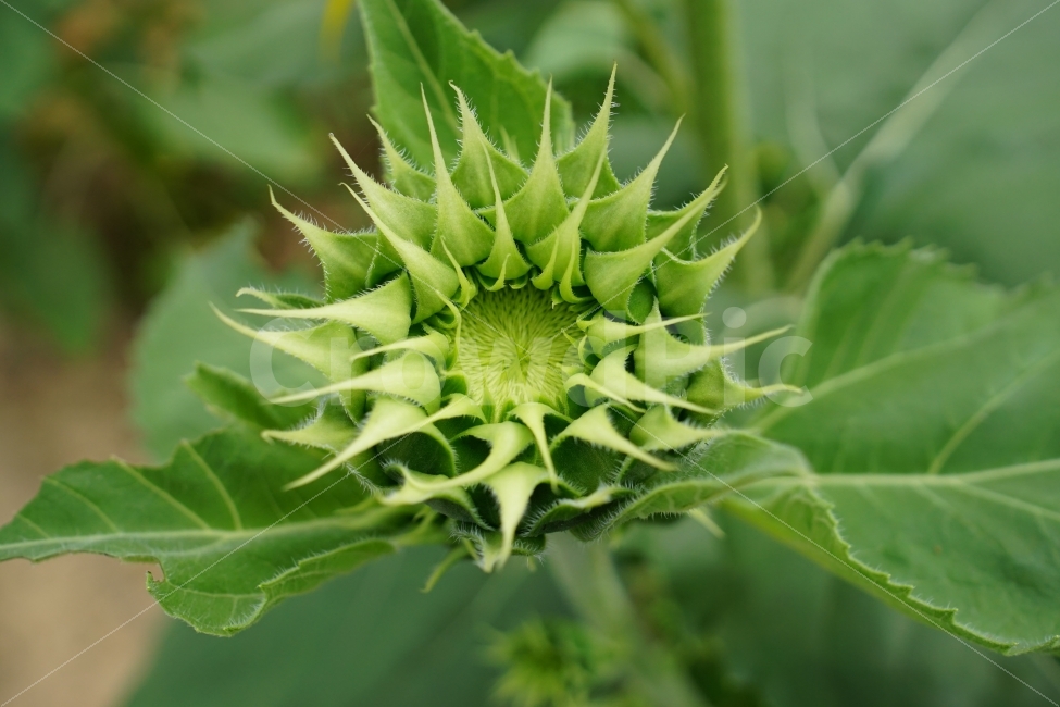 해바라기,해바라기꽃,꽃,꽃사진,플라워,flower,flowers,sunflower,자연,nature,식물,plant,이파리,꽃잎,감성,감성사진,힐링,힐링사진,스냅,스냅사진,스넵,스넵사진,snap,snapshot,느낌,분위기,여름,summer,8월,여름꽃,feel,feeling,계절,season,화단,꽃밭,노랑색,노란색,색깔,칼라,color,색감,한국의자연,한국자연,korea,초가을,늦여름,autumn,fall,9월,September,가을꽃,식물,자연,plants,nature,꽃,flower
