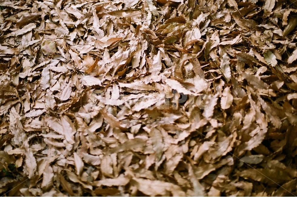필름카메라,낙엽,감성,쓸쓸함,가을,가을,계절,fall,autumn,season,plant,식물