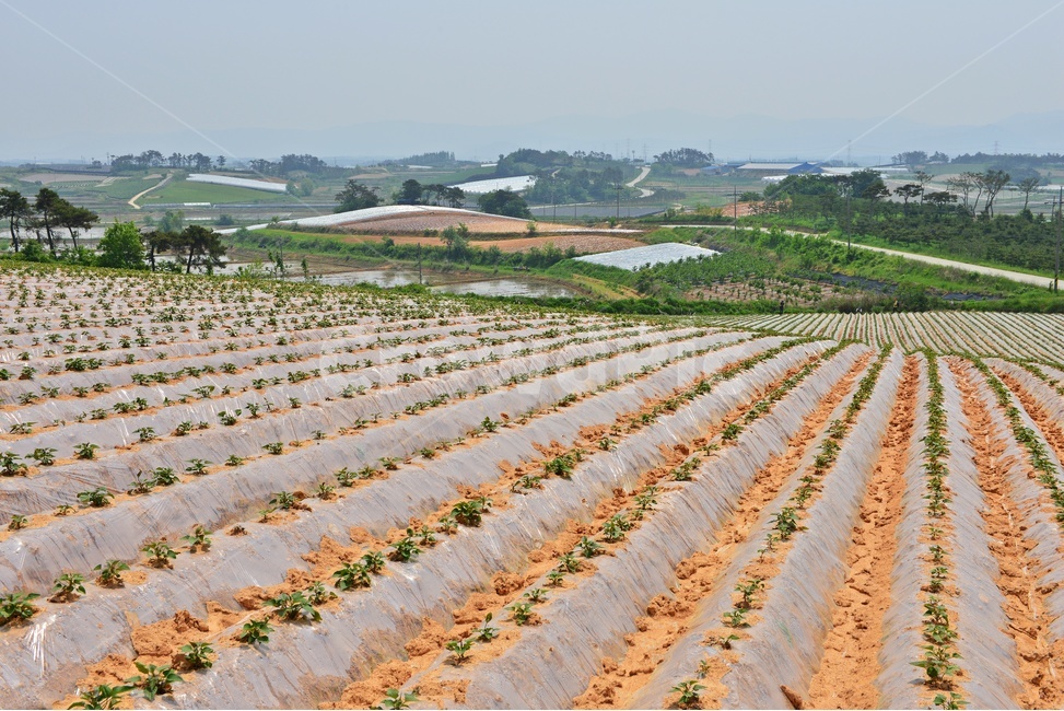 nature,자연,outdoors,옥외,soil,흙,ground,바닥,전북,고창,학원농장,농장,고구마밭,농사비닐,비닐,농업,농사,경작,영농,농경,농촌,산업,industry,industrial,농업,농사,agriculture,farming,farming industry