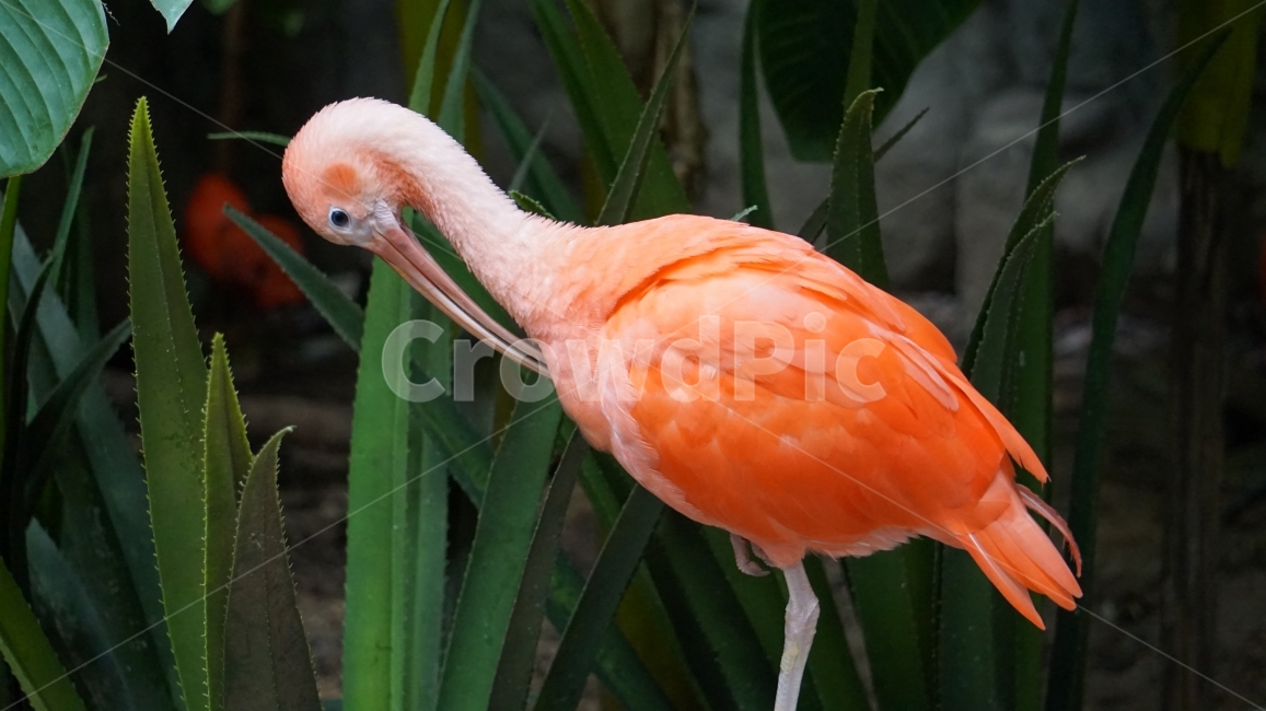 홍학,색감,학,동물원,bird,동물,animal,조류,새,birds