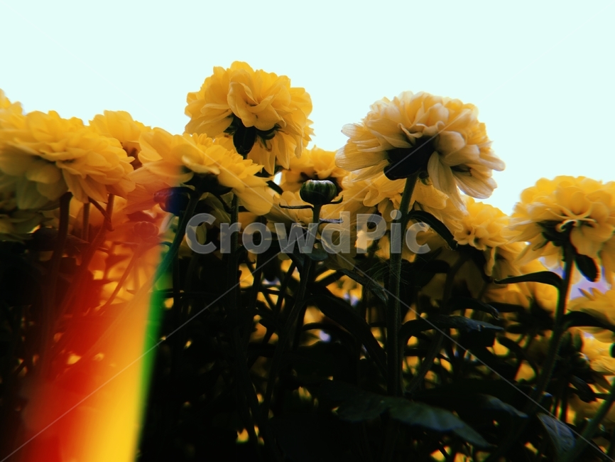 식물,꽃,노란색,필름카메라,국화,blossom,flower,plant,yellow,식물,자연,plants,nature,꽃,flower