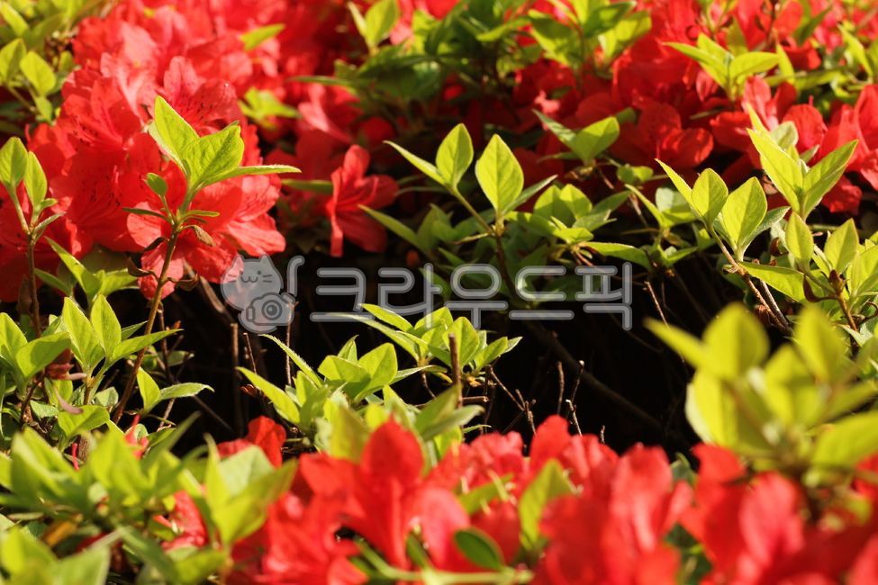 철쭉,꽃,잎,royalazalea,flower,leaf,blossom