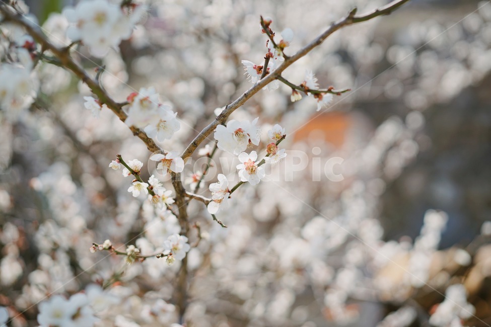 매화,매화꽃,매화나무,봄,계절,봄,계절,spring,season,식물,자연,plants,nature,꽃,flower,감성,sensible,feeling,plant,blossom
