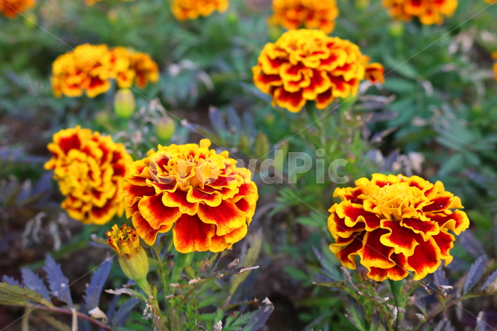 메리골드,메리골드꽃,꽃,식물,국화과,관상용,원예,식물,자연,plants,nature,꽃,flower