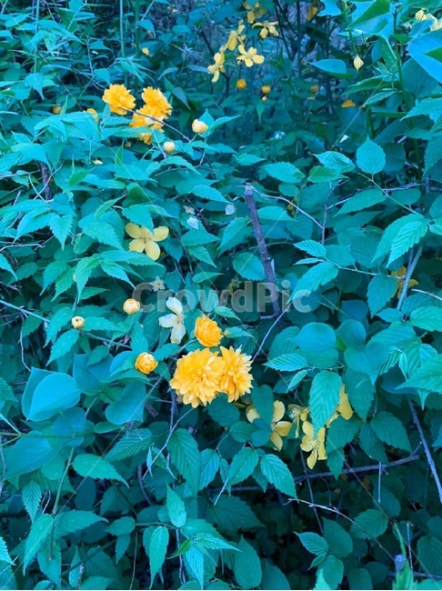 초록,잎,leaf,식물,plant,노란꽃,꽃,자연,식물,자연,plants,nature