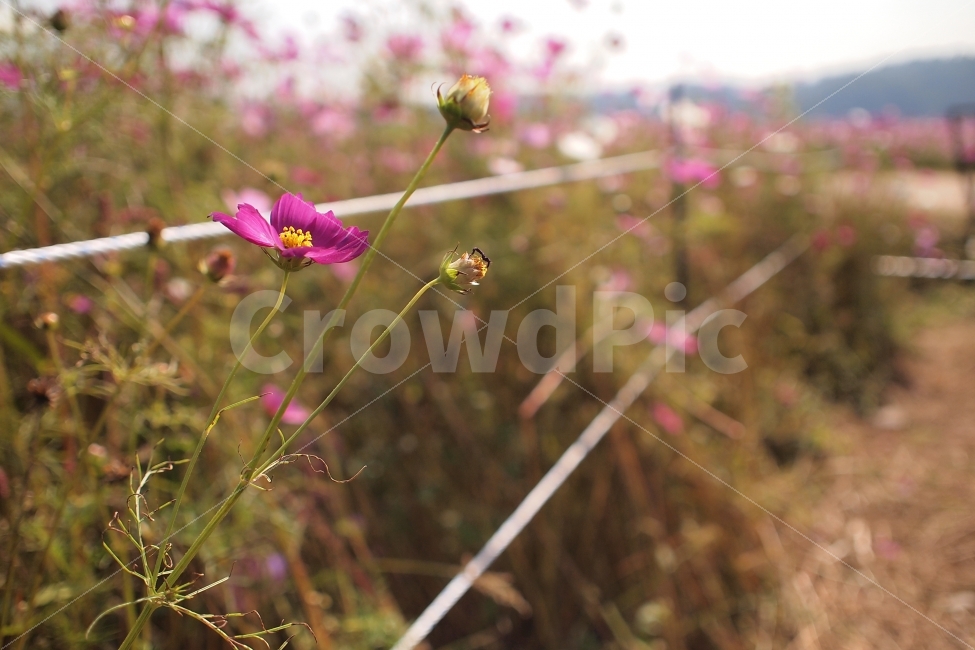가을,코스모스,감성,꽃,정원,가을,계절,fall,autumn,season,식물,자연,plants,nature,꽃,flower,감성,sensible,feeling,plant