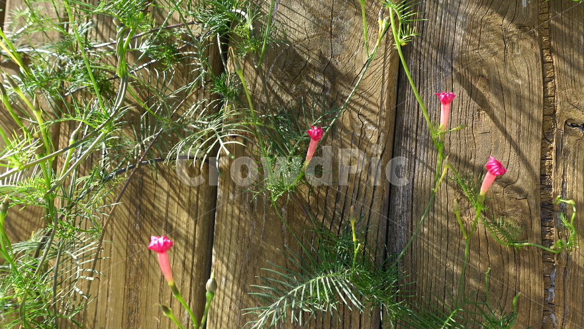 나무패널,나팔꽃,꽃,자연,flower