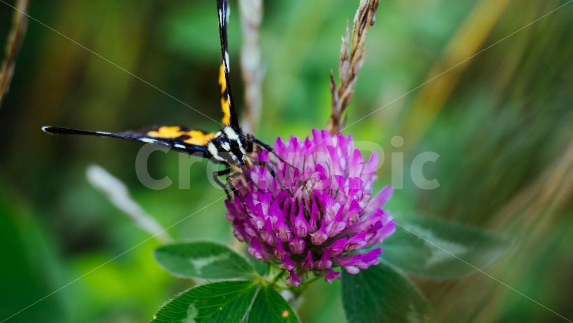 나비,자연,꽃,곤충,배경,식물,자연,plants,nature,꽃,flower,동물,animal,곤충,벌레,insect,bug