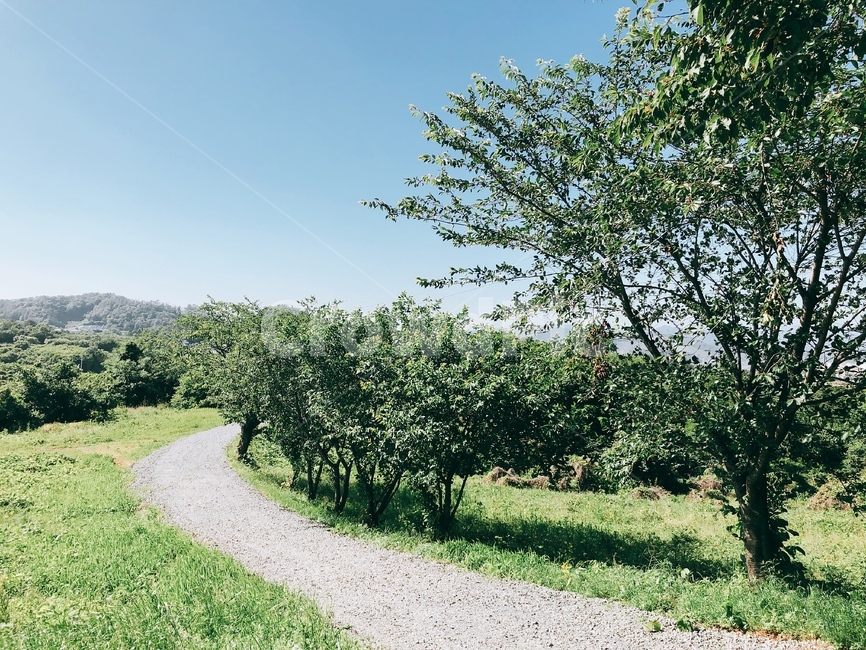 초원,돌길,하늘,나무,꼬부랑길,자연,풍경,nature,landscape,gravel,자갈,road,도로,dirt road,흙길
