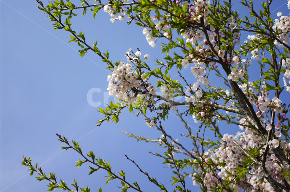 벚꽃,꽃,flower,계절,봄,spring,하늘,구름,color,봄,계절,spring,season,식물,자연,plants,nature,꽃,flower,plant,blossom