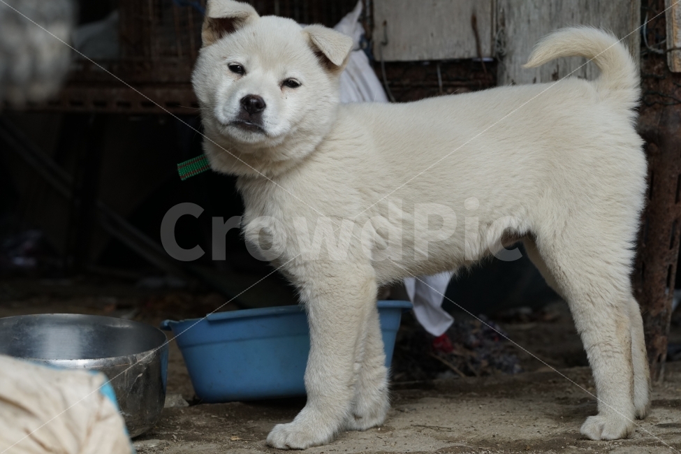 진돗개,진돌이,멍멍이,흰둥이,강아지,반려견,반려동물,애완견,애완동물,동물,집지키는개,개,시골,귀염둥이,귀여운,dog,snap,snpshot,스냅,스냅사진,스넵,스넵사진,감성,감성사진,힐링,힐링사진,cute,pretty,백구,새끼,animal,포유류,동물,animal,개,강아지,dog,doggy,포유류,mammal