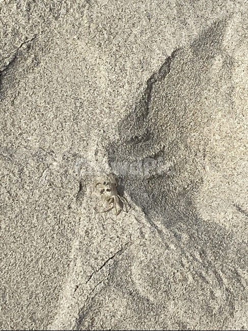 모래,게,꽃게,모래게,보호색,흙,soil,sand,beach,해변,비치,백사장,whitesand,정방형,바닷가,white,흰모래
