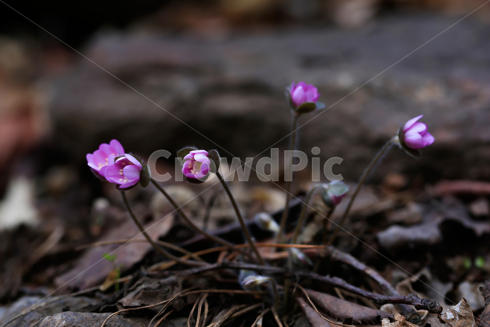 splendor,colony,spring theme,down,spring,spring flowers,fallen leaves,pot,native,native plants,pink flower petals,fluffy,flower,bud,Korean flower,hwasa,wildflowers,repot,plant,native flowers,earth,hepatica,Growing flower pots,stem