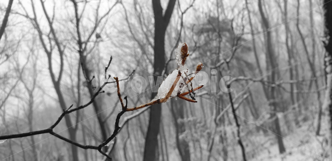 자연,snow,눈,나무,겨우살이,숲,눈내린숲