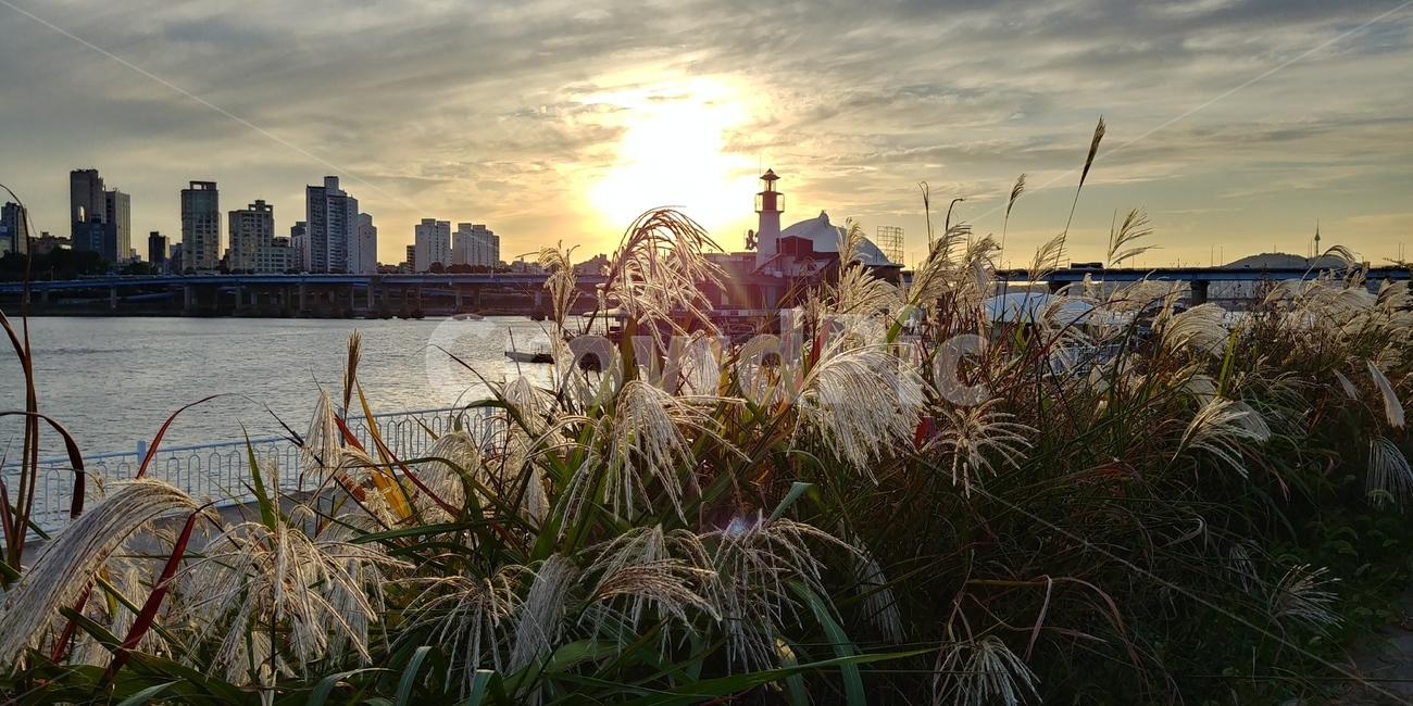갈대,한강,가을,해질녘,바람,fall,autumn,sky,wind,river,sunset