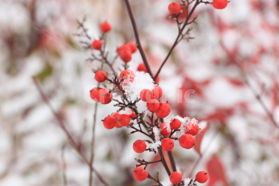 눈,겨울,한강,snow,winter,hanriver,겨울,계절,winter,season,식물,자연,plants,nature,과일,열매,fruit
