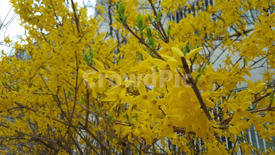 개나리,노란색,꽃,봄,나뭇가지,식물,자연,plants,nature,꽃,flower
