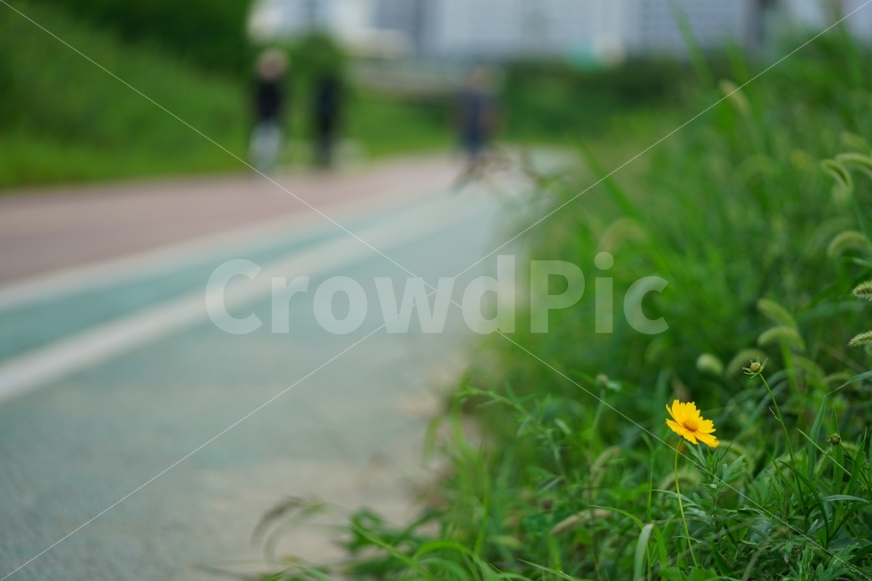 꽃,거리,풍경,길거리,길가,풍경사진,느낌,감성,감성사진,플라워,노란색,옐로우,식물,자연,plants,nature,꽃,flower,감성,sensible,feeling
