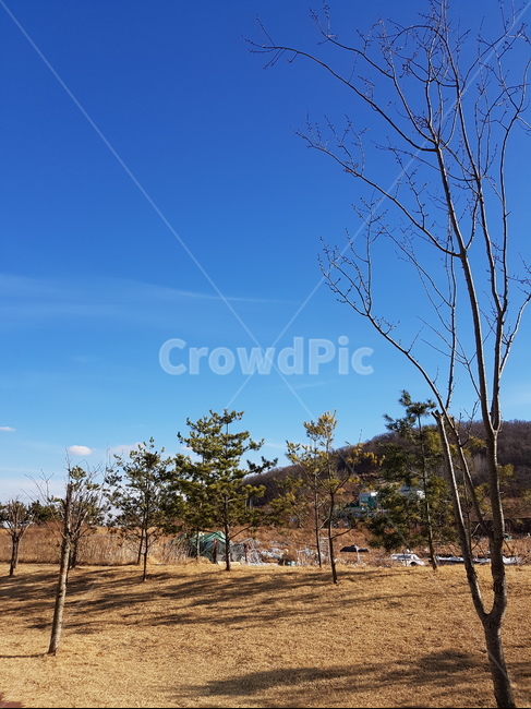 아침풍경,푸른하늘,산책,나무,뒷산,자연,풍경,nature,landscape,tree,plant,식물,ground,바닥,outdoors,옥외