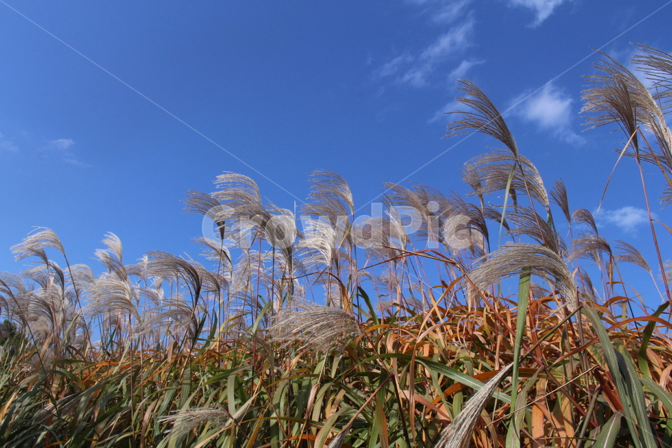 갈대,하늘,자연,평화로운,환경,푸른,가을,계절,fall,autumn,season,grass,잔디,plant,식물,lawn,reed