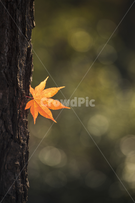 잎,식물,나무,가을,낙엽,tree,season,가을,계절,fall,autumn,season