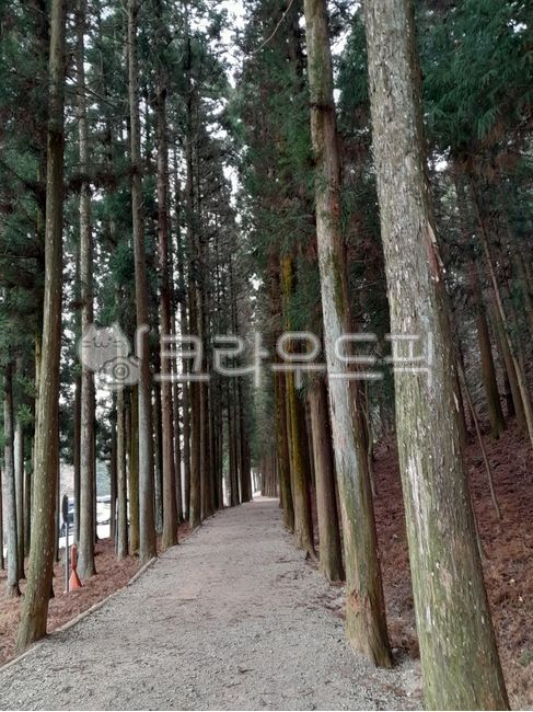 피톤치드,가로수,숲길,고요한,한적한