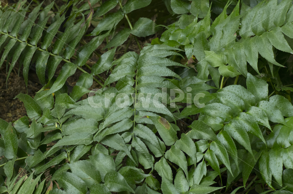 고사리,양치식물,식물,녹색잎,잎,식물,자연,plants,nature