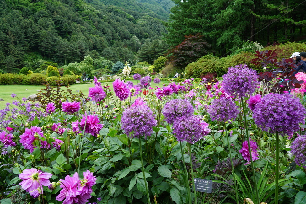 꽃,식물,blossom,flower,plant,풍경