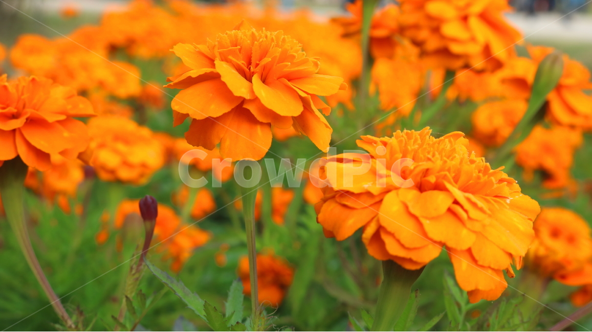 메리골드,꽃,메리골드꽃,식물,자연,금잔화,천수국,만수국,국화과,식물,자연,plants,nature,꽃,flower