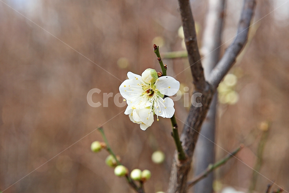 매화,매화꽃,꽃,꽃잎,봄꽃,봄,매화나무,식물,식물,자연,plants,nature,꽃,flower