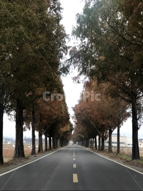 road,도로,freeway,아스팔트,고속도로,asphalt,tarmac,가을,나무,trees
