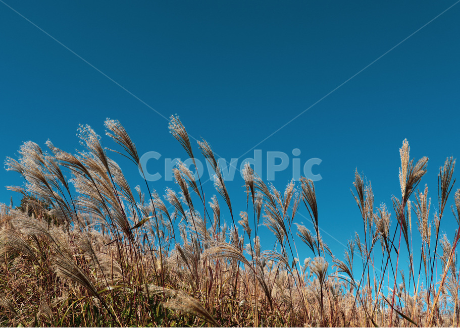 reed,갈대,grass,plant,식물,자연,하늘,nature,sky,blue