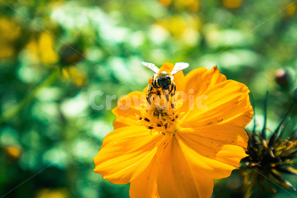 꽃,flower,코스모스,pollen,plant,식물,invertebrate,insect,곤충,animal,bee,벌,honeybee,꿀벌,feeling,식물,자연,plants,nature,꽃,flower,곤충,벌레,insect,bug