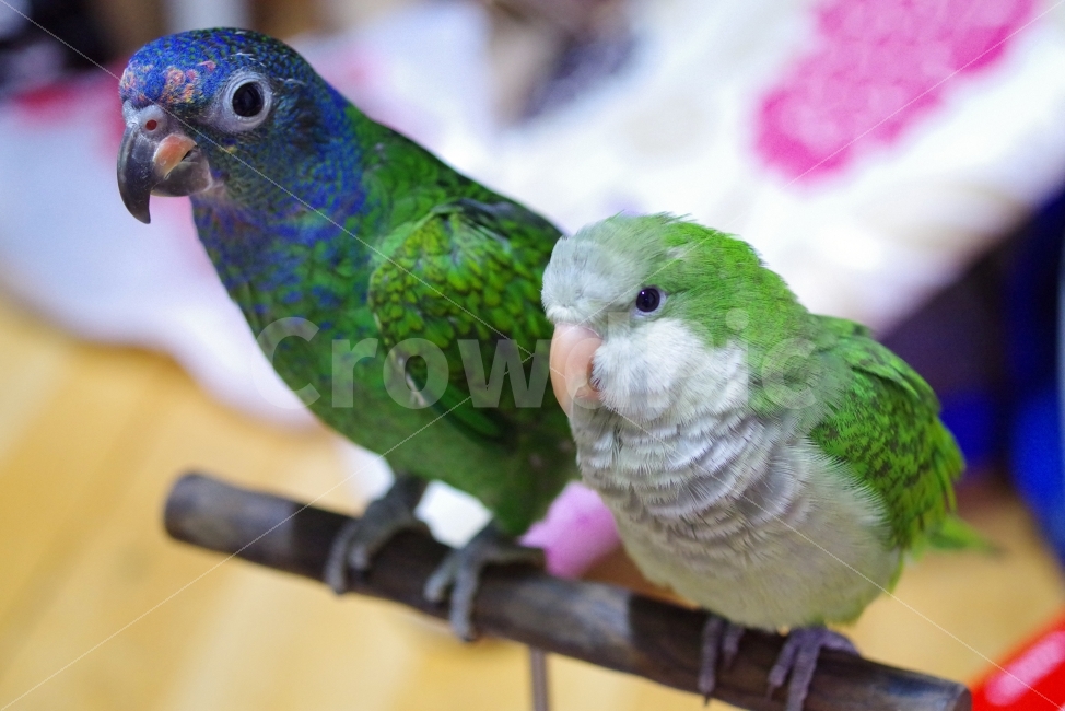 앵무새,동물,퀘이커,parrot,animal,quaker,동물,animal,조류,새,birds