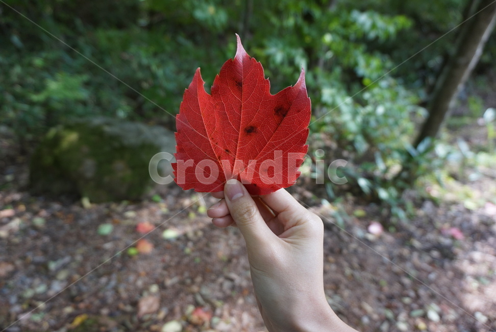 leaf,잎,단풍,나뭇잎,손,식물