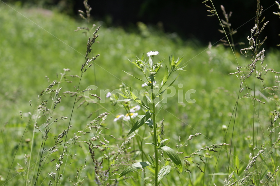 꽃,들꽃,접사,감성,자연,식물,자연,plants,nature,꽃,flower