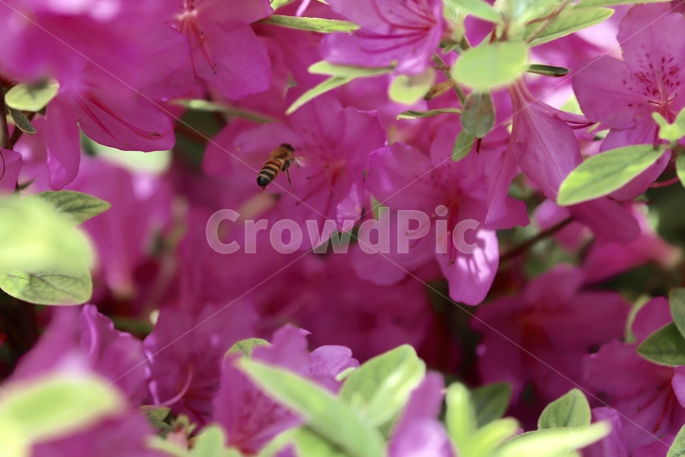 철쭉,보라색,봄,꽃,꿀벌,봄,계절,spring,season,식물,자연,plants,nature,꽃,flower,동물,animal,곤충,벌레,insect,bug,plant,geranium,제라늄,blossom,invertebrate,무척추 동물,bee,벌,honey bee
