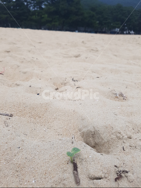 해수욕장,여름,바다,수박,모래사장,해변,모래,식물,자연,풍경,여름바다,여름해변,수박새싹,새싹,수박씨,위대함,초록,강인함,바닷가,대단,대단한수박새싹,쌍떡잎
