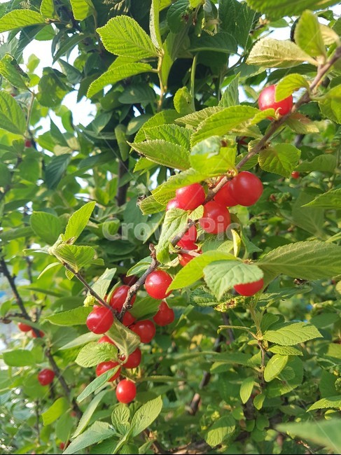 앵두,나뭇잎,푸르름,열매,과일,앵두나무,봄,과일,열매,fruit