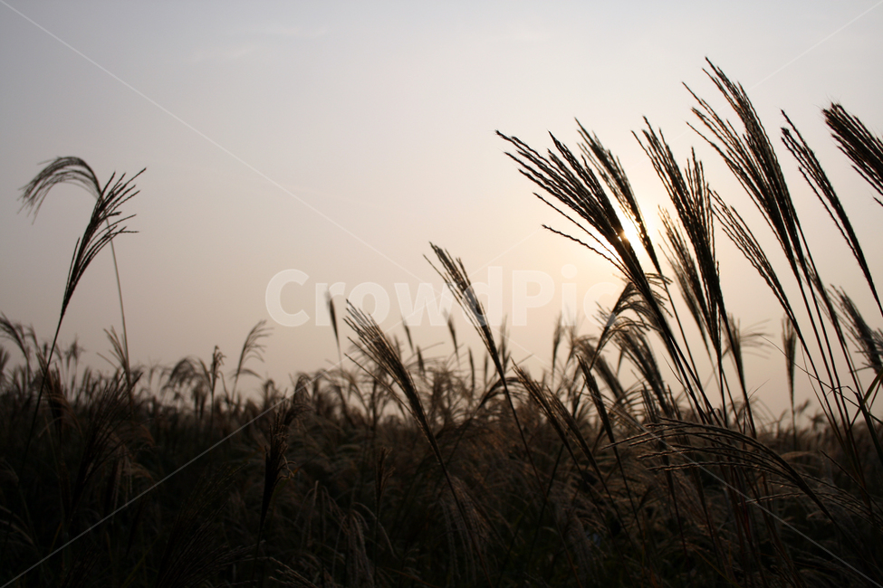 노을,억새,식물,plant,가을,하늘