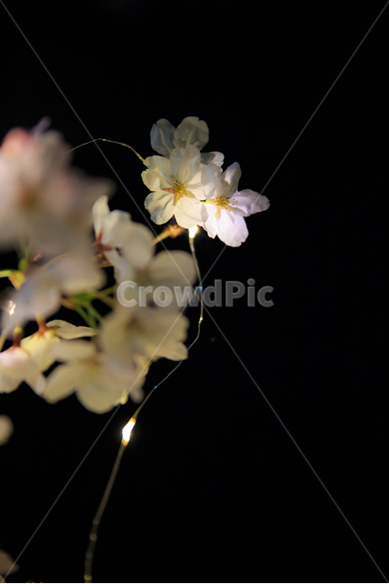 야간,벚꽃,야간번꽃,led벚꽃,벚꽃사진,야경벚꽃,봄,계절,spring,season,야경,밤,풍경,nightscape,night,landscape,식물,자연,plants,nature,꽃,flower,plant,blossom