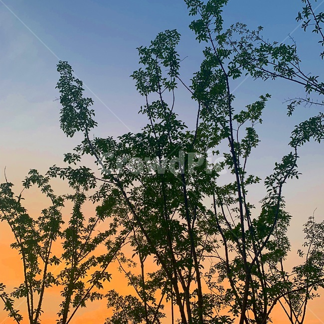 나무,하늘,선셋,석양,자연,sunset