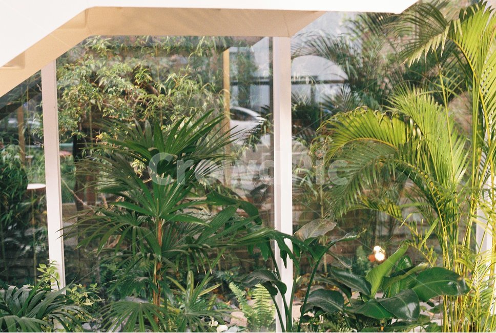 녹색식물,카페,식물,초록,필름사진,식물,자연,plants,nature
