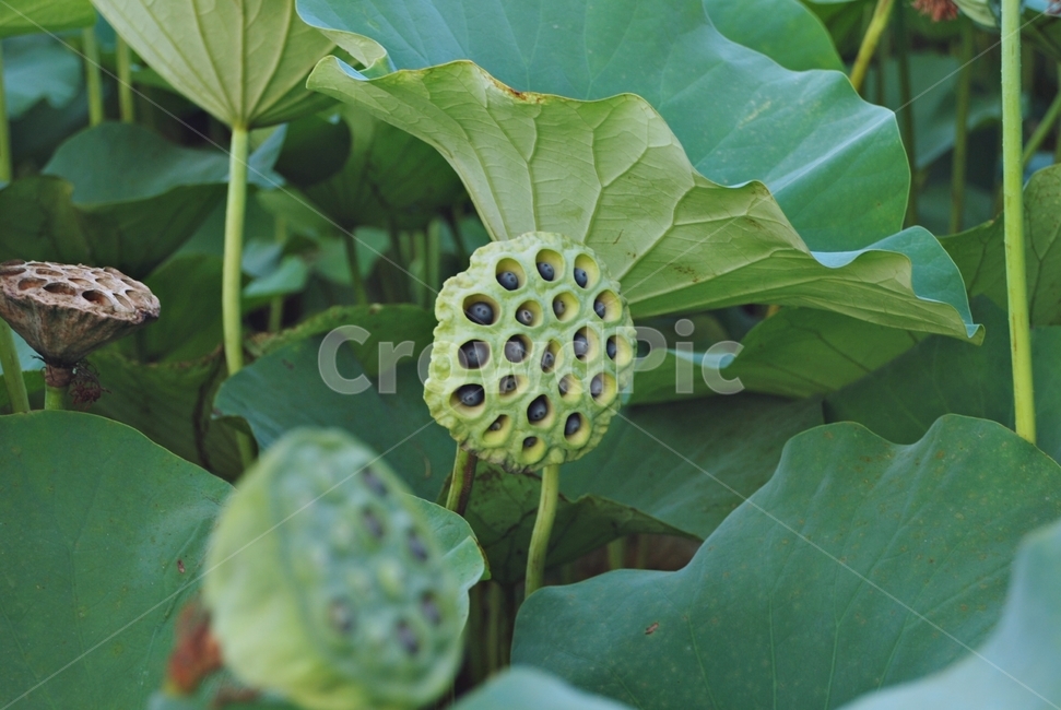 자연,식물,연,연잎,연밥,연씨,연방,식물,자연,plants,nature